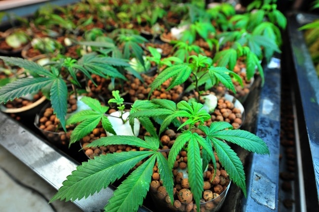 Michigan Just Said OK To Important Marijuana Legalization Step