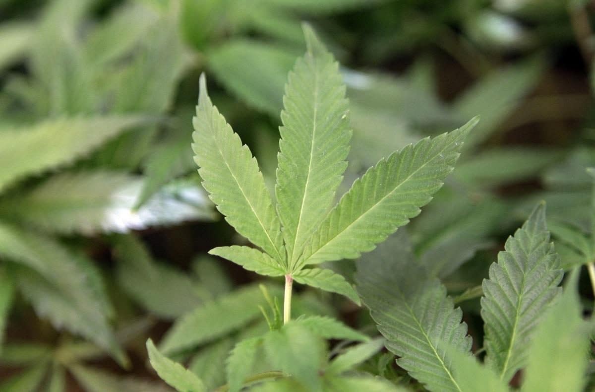 Georgia Just Signed A New Medical Marijuana Law
