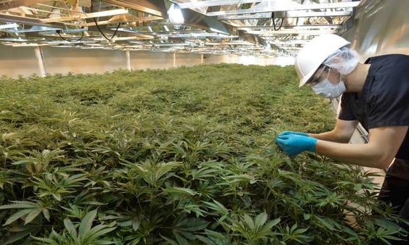 Could Marijuana Create A Lot Of New Jobs For Marijuana Workers?