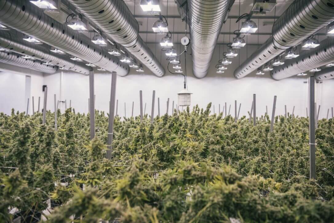 Canopy Growth Corporation Launches Its First-In-Class Craft Grow Program