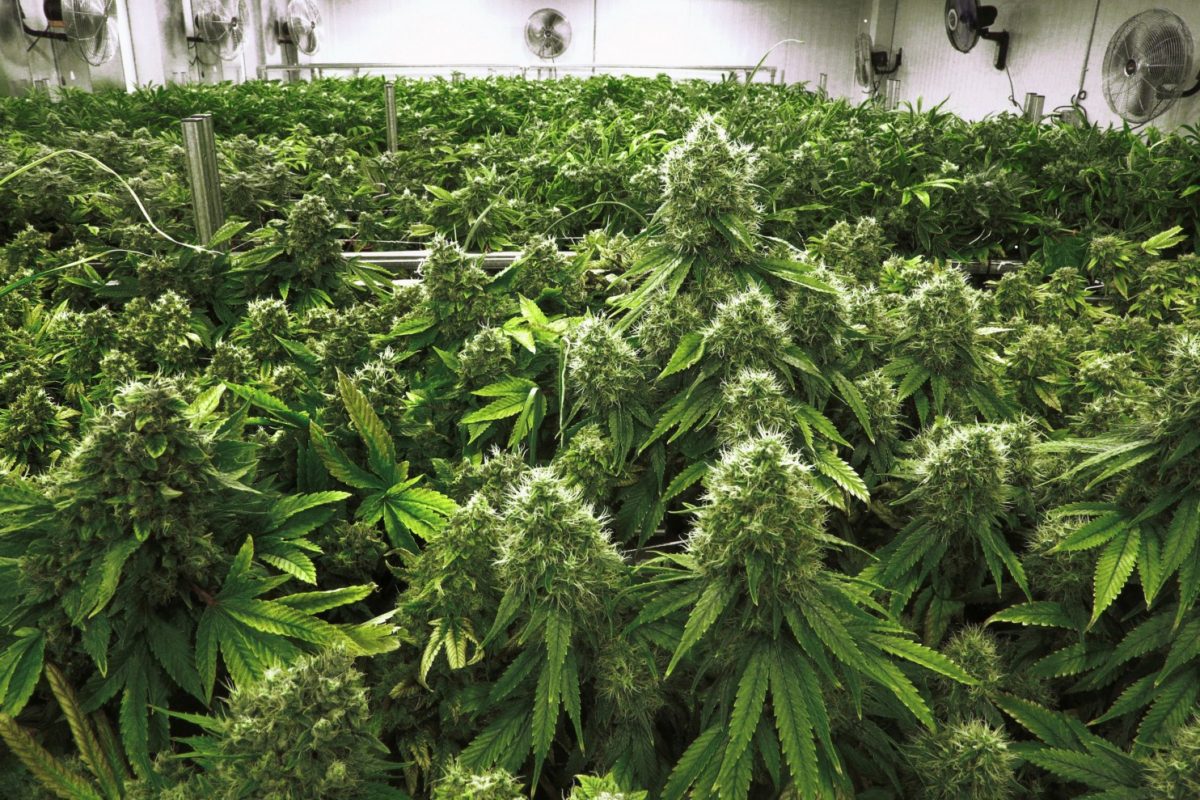 Nevada’s Application Period For Marijuana Sales Permits Has Began
