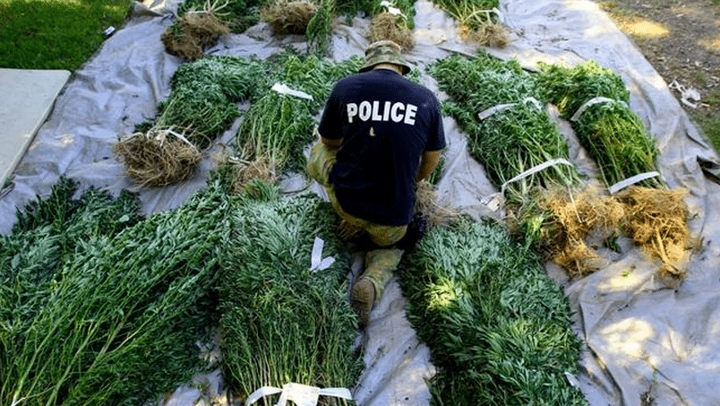 $8.8 Million May Soon Be Given To Michigan Police To Increase Marijuana Enforcement