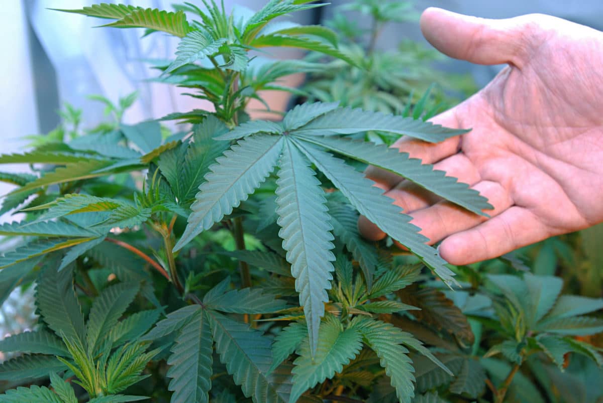 Montana Is Gearing Up To Collect Taxes on Medicinal Pot