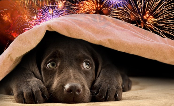 Cannabis Can Calm Dogs on Fourth of July