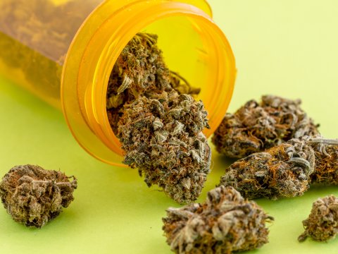 Marijuana May Offer Little Help For PTSD and Chronic Pain