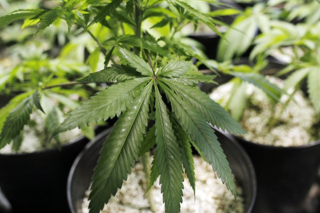 Indiana May Be On Its Way To A Medical Marijuana Program