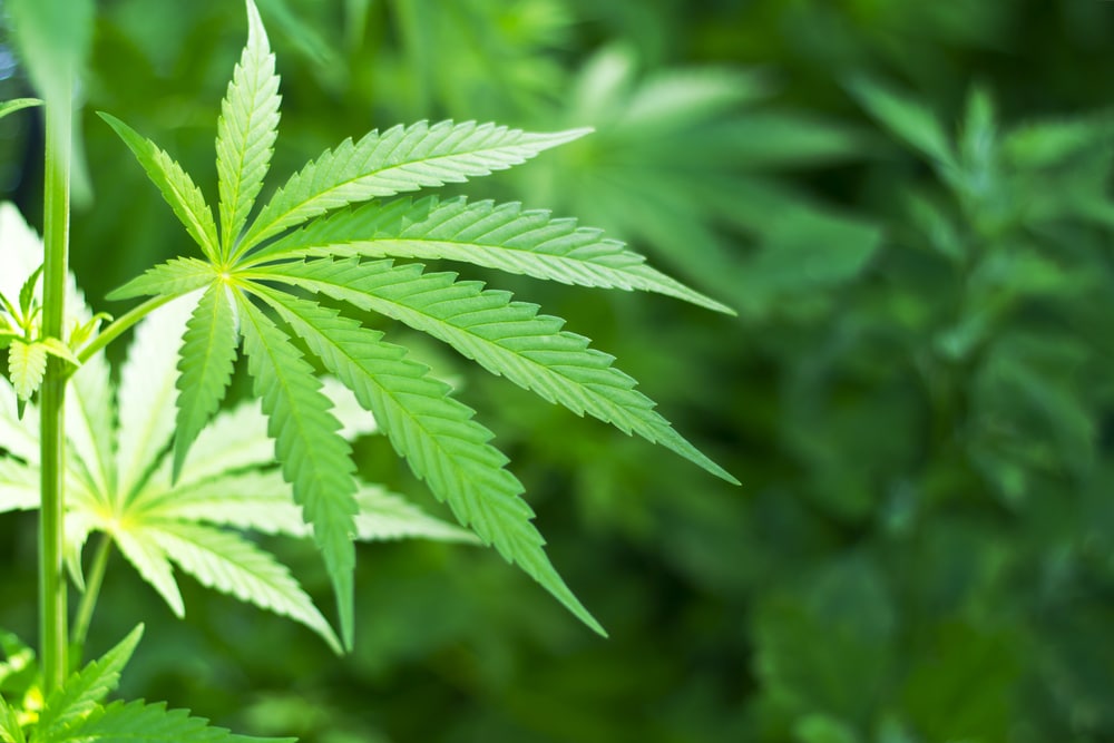 Cannabis Could Alter Blood Levels in Antiepileptic Drugs