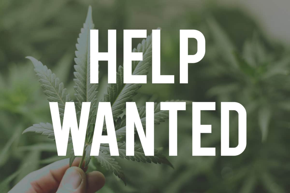 A New Website Makes it Easier to Find Marijuana Related Jobs