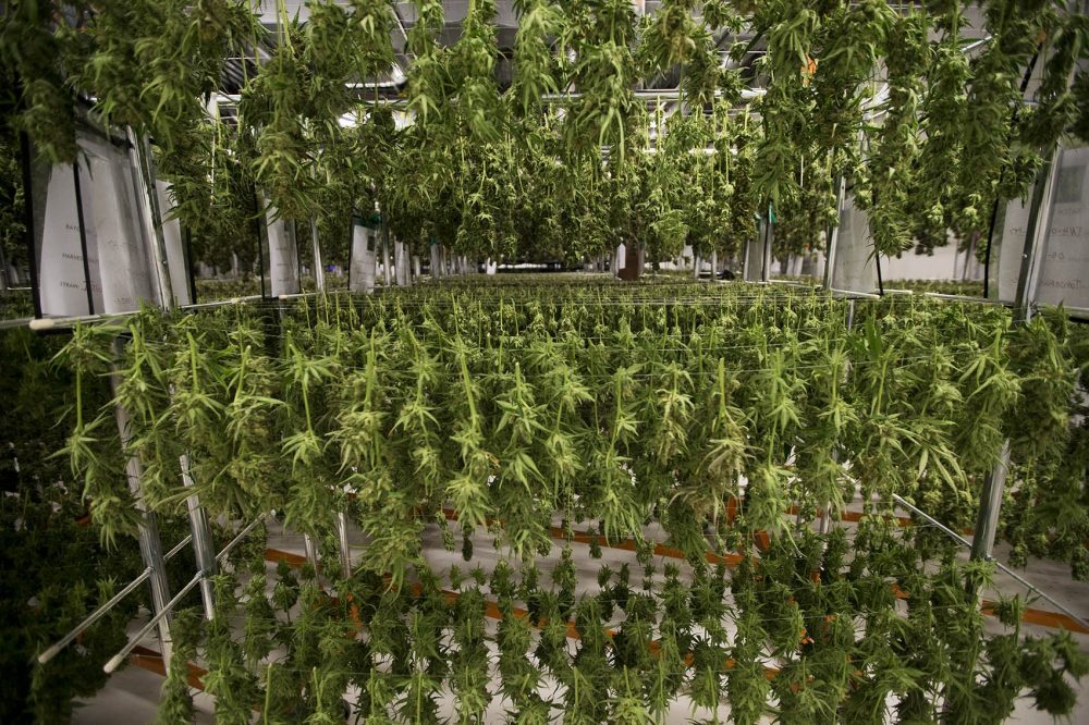 This Could Be One of the Largest Marijuana Processing Facilities in the U.S.