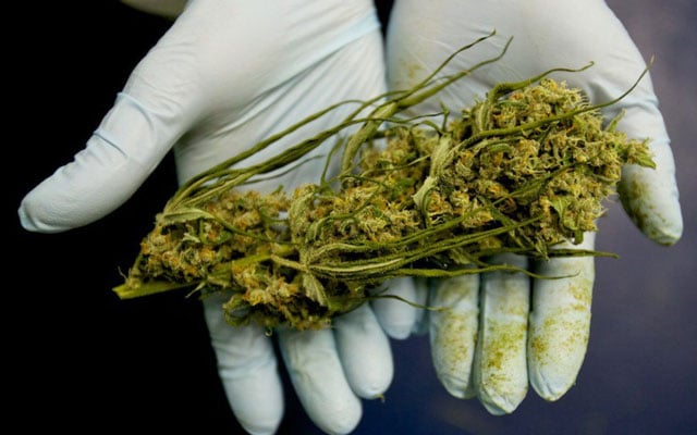 CBD in Marijuana Could Make the Drug Less Risky
