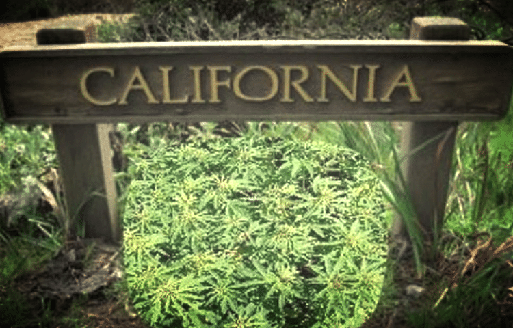 California Decides Not to Ban Cannabis Ads