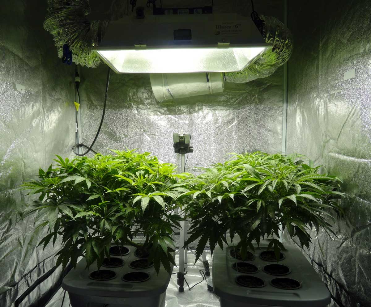 Illegally Grown Marijuana in California is Mostly Found Indoors