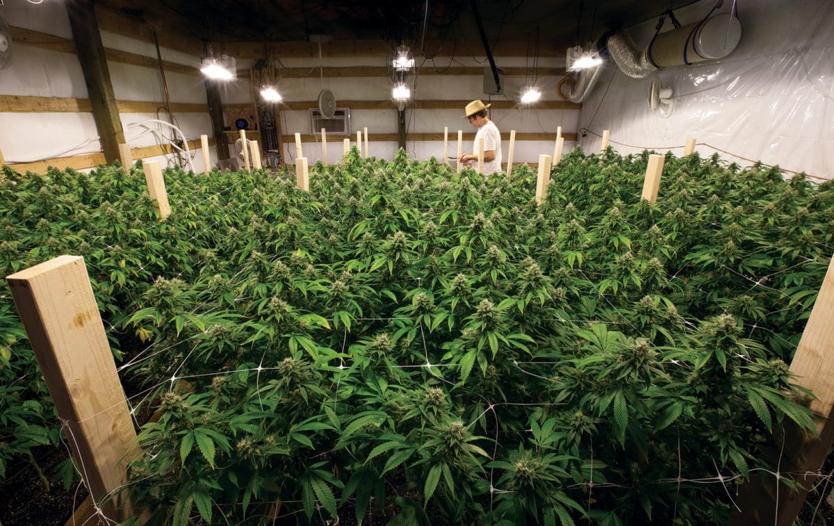 Pennsylvania Gives Go Ahead to First Marijuana Legal Crop