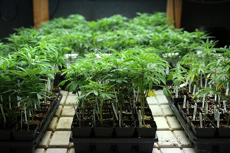 Florida Nursery Sues the State Demanding More Marijuana Farms