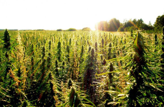 Medical Marijuana May Soon Be Legal In Kentucky