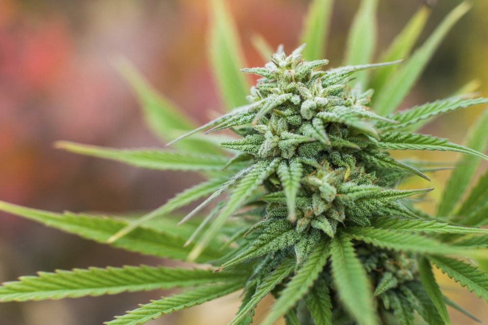 Indiana Inches Closer to Medical Marijuana Legislation