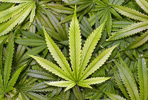 Medical Marijuana Safety Bill is Proposed in Arizona