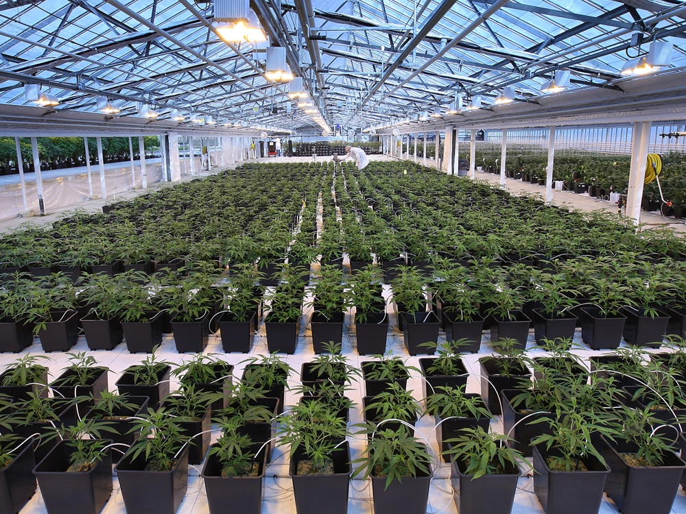 Canopy Growth Remains Hush on Location of Cannabis Production Facility