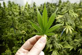 Virginia’s New Medical Marijuana Law Has Taken Effect