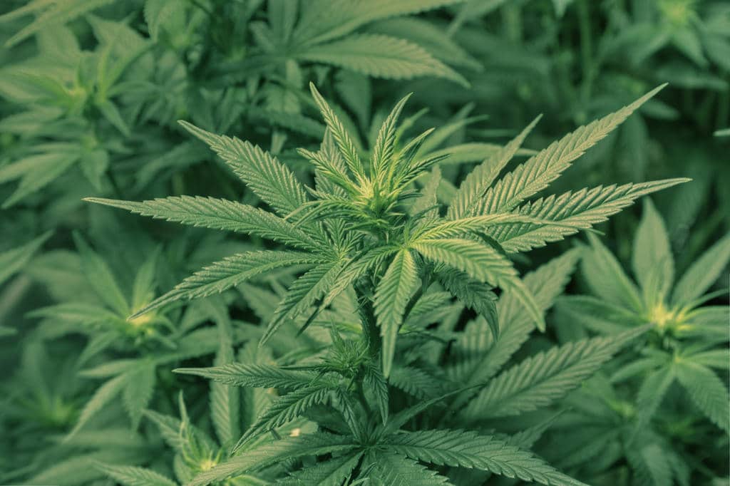 Connecticut Has Just Inched Closer to Possible Marijuana Legislation
