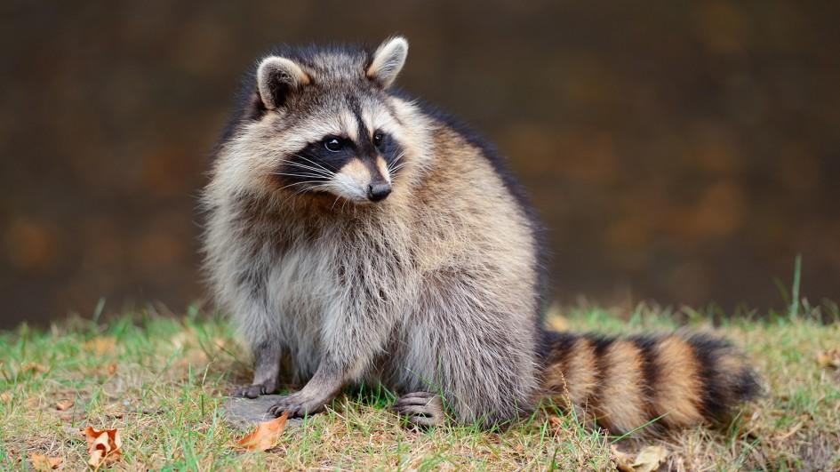 Pet Raccoon Was Taken to Fire Station for Smoking Too Much Weed