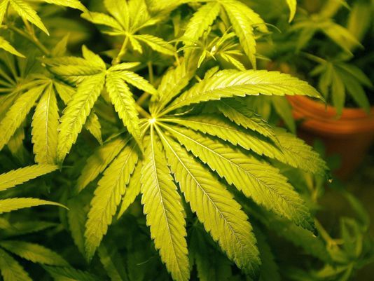Marijuana Could Be Headed to Michigan’s November Ballot