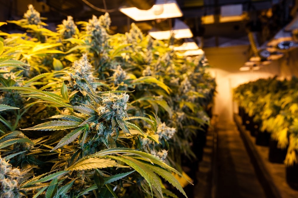 Missouri Passes Bill to Legalize Medical Marijuana