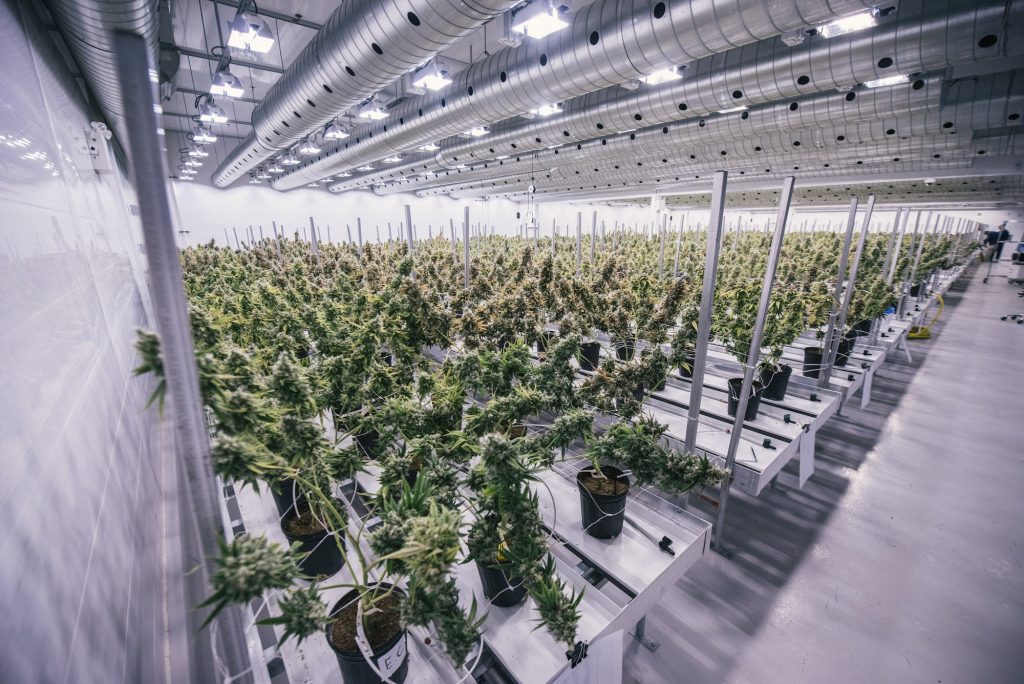 Canopy Growth Reports Fourth Quarter Results