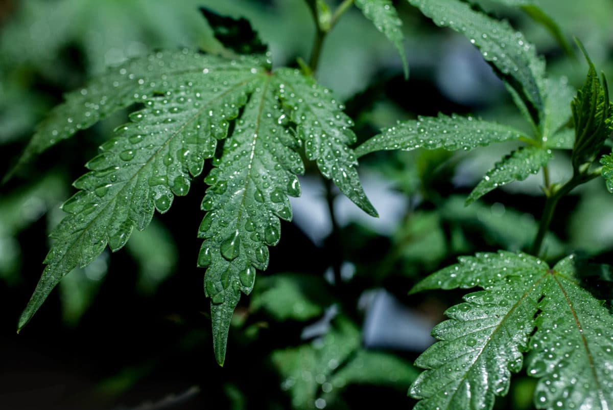 Wet Marijuana is Illegal in Michigan and It’s Causing Problems