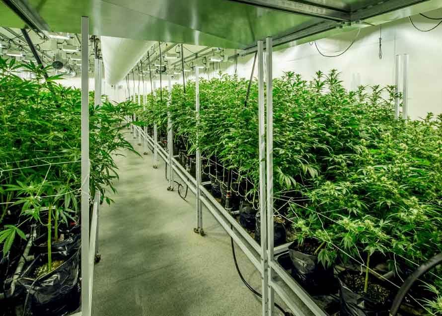 Michigan Has Awarded its First Medical Marijuana License