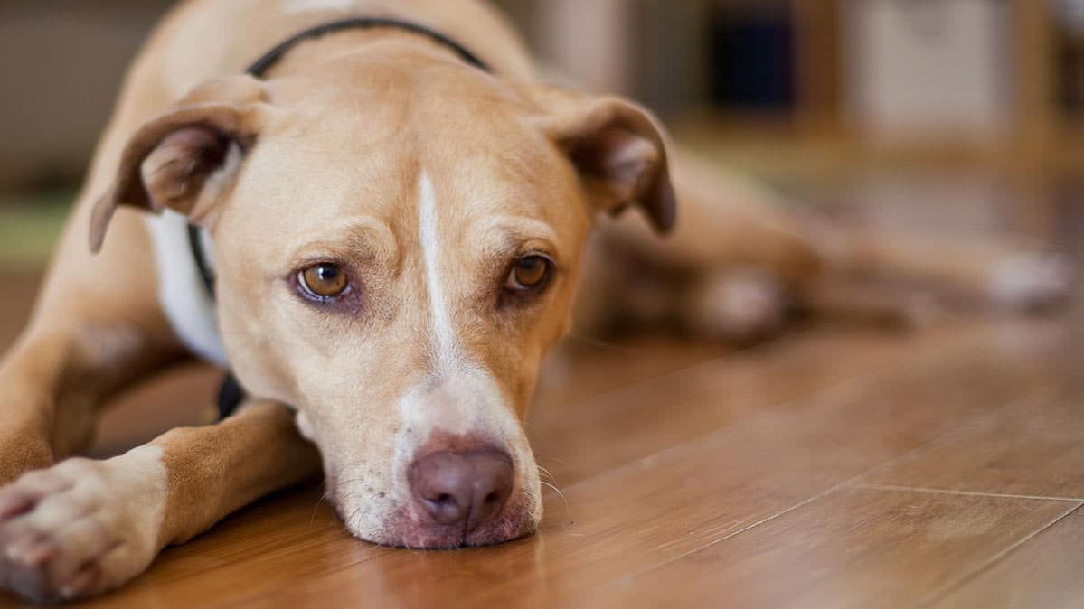 There is a Rise of Dogs Being Poisoned by Marijuana in This State