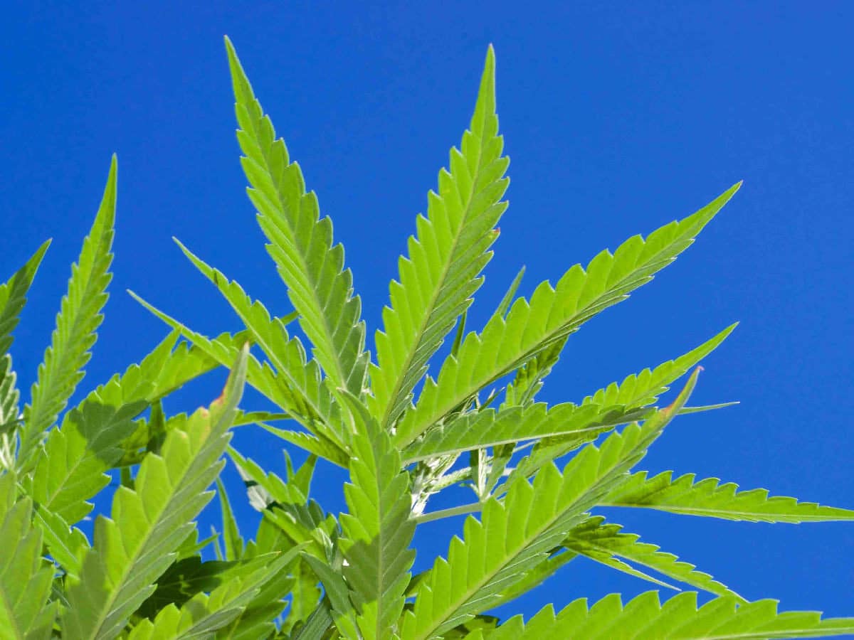 Florida Sees a Small Rally For Marijuana Legalization