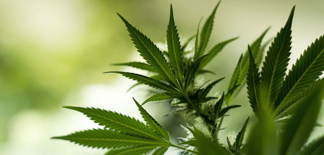 Canopy Growth Wants to Become the Amazon of Marijuana