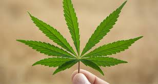 New Hampshire Marijuana Legalization Study is Almost Finished