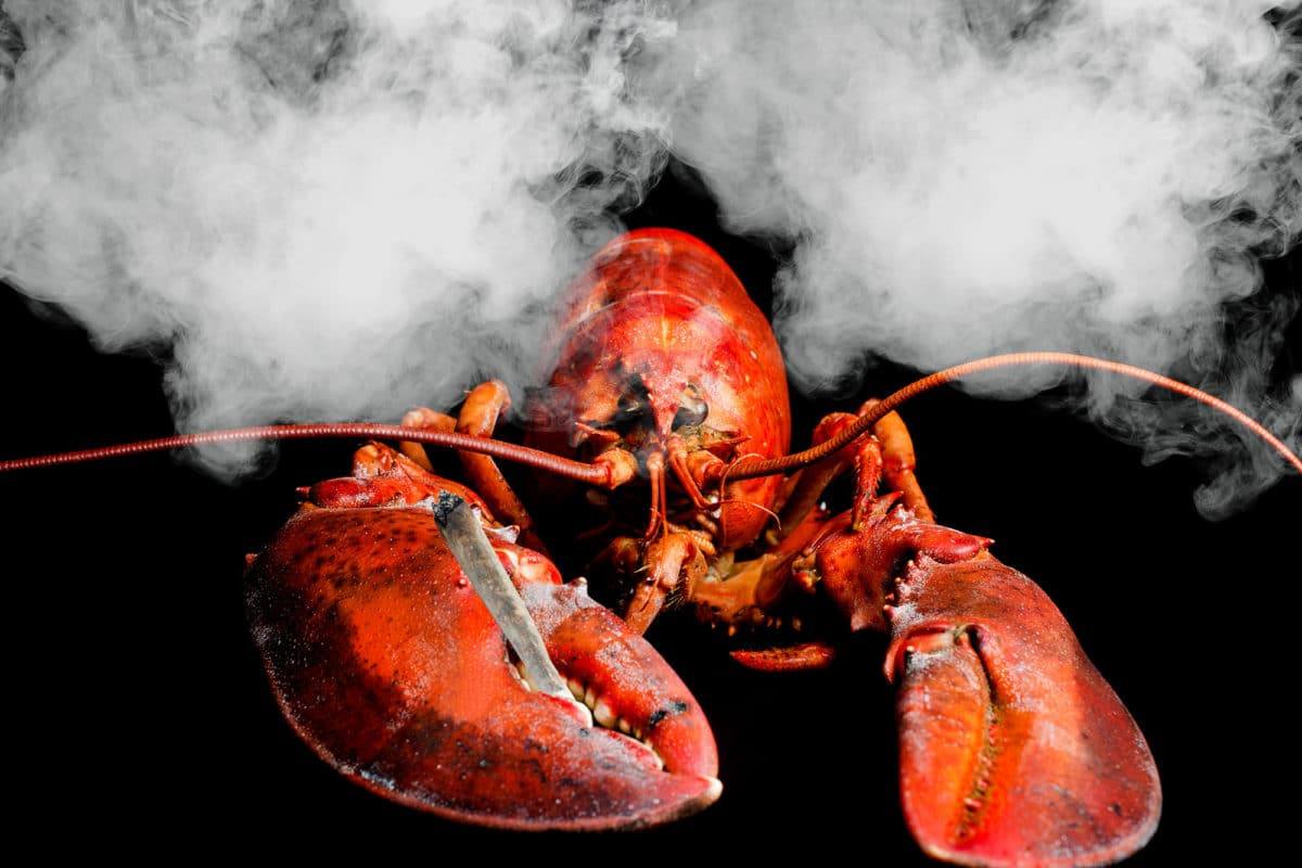 Lobsters in Maine are Being Sedated with Marijuana Smoke