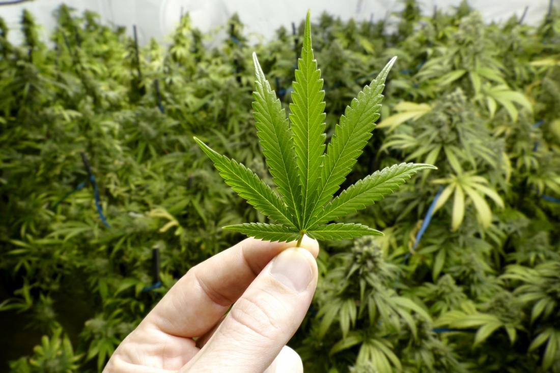 Mid Week Cannabis Report