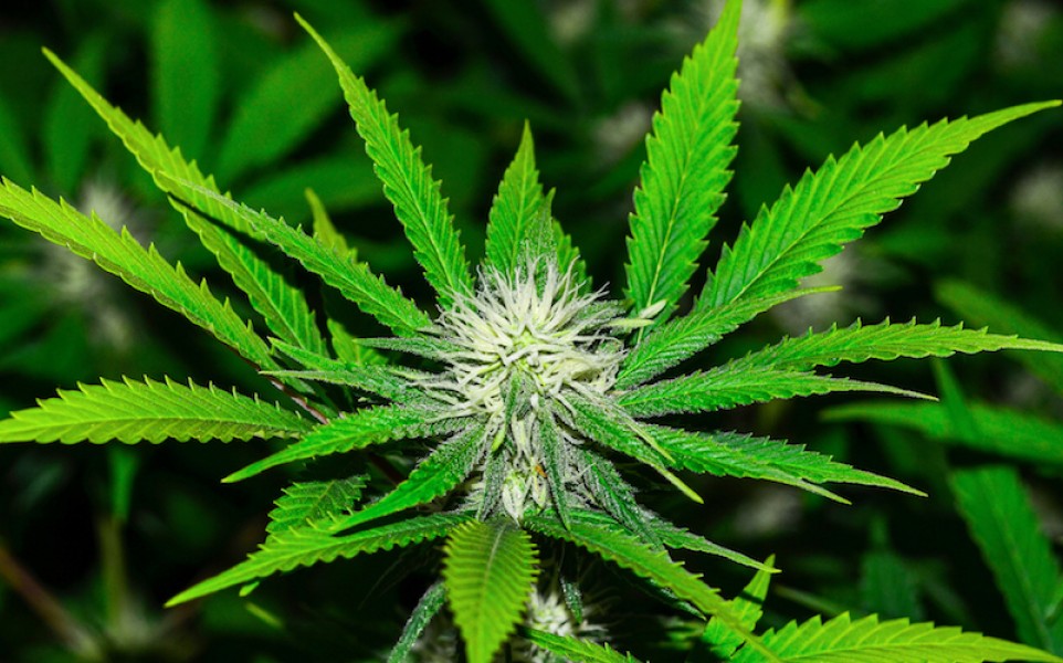 study-says-marijuana-strains-are-all-the-same-marijuana-stox