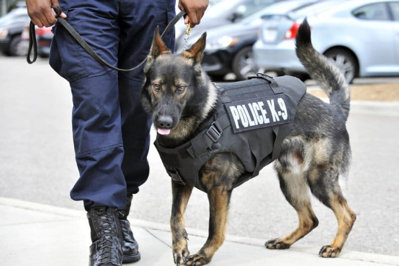 Some Police Dogs Are Forced to Retire Early Because of Marijuana Being Legal