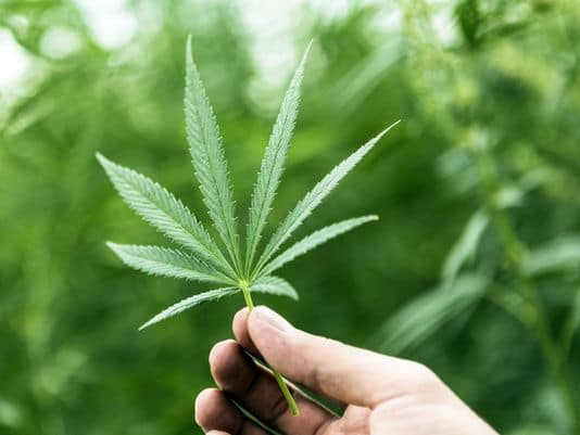 Several Michigan Communities Fight Against Recreational Marijuana