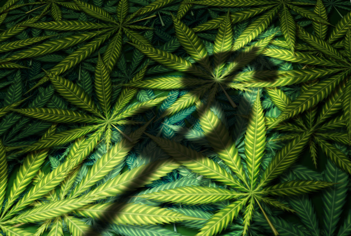 Three of the Safest Pot Stocks to Own in 2019