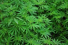 Aurora Cannabis Sees a 2,800% Increase in Earnings