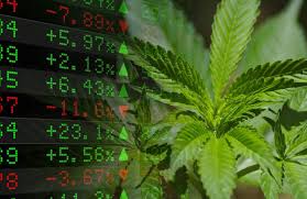 Well Known Marijuana Analyst Thinks This Company is the Best Stock Idea for 2019