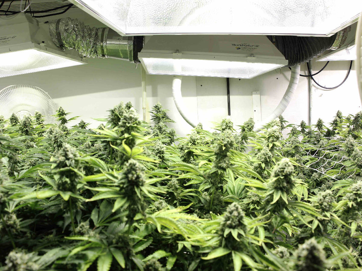 Michigan Will Still Allow Marijuana Cultivation at Home
