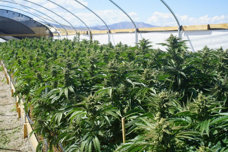 Canopy Growth Shares Explode as Company is Granted License to Produce Hemp Farms