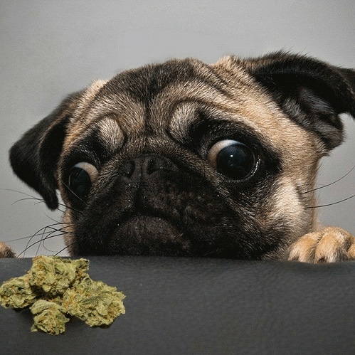 The Increase in Calls About Pets Poisoned by Marijuana is Staggering