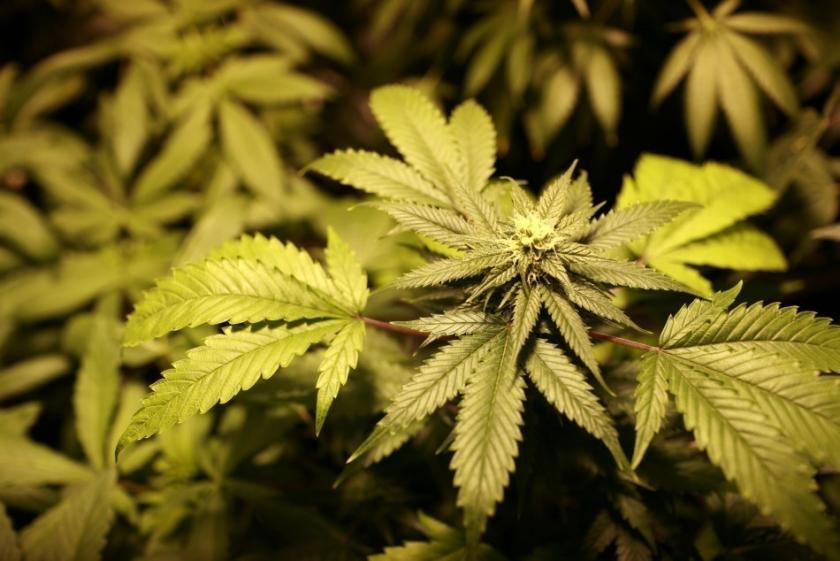 Contaminated Marijuana is Removed from Several Michigan Marijuana Shops