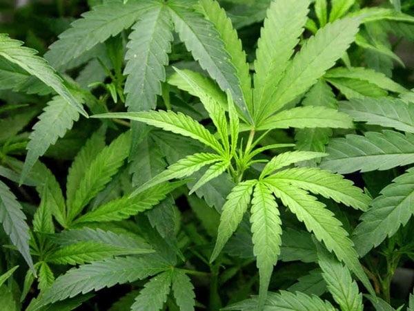 Iowa Senator Supports Legalizing Marijuana Like Alcohol