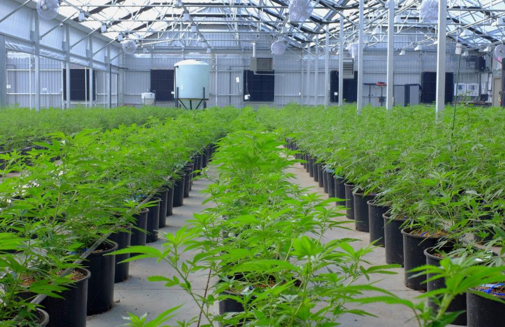 Aurora Cannabis Scores Medical Marijuana Deal in Portugal