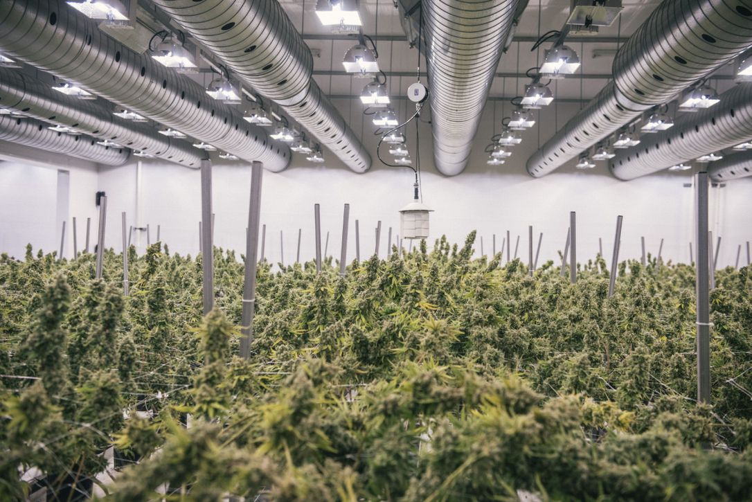 Canopy Growth Reports Quarterly Results that Reveal Almost 300% Revenue Jump