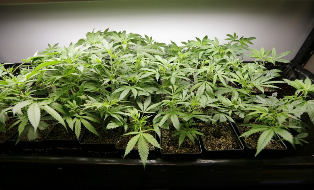 Maine Signs Deal For Seed-to-sale’ Marijuana Tracking System